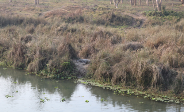Experience the wonders of Nepal with a 12 Days Nepal Trek and Safari - Image 4