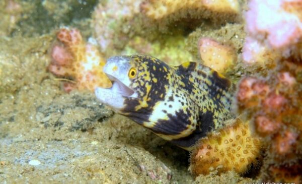 Explore the ocean with a 2 hour Discover Snorkel Safari for 2 people - Image 10