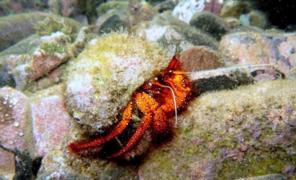 Explore the ocean with a 2 hour Discover Snorkel Safari for 2 people - Image 11
