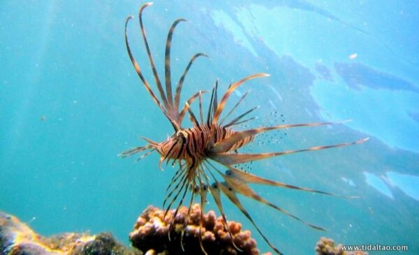 Explore the ocean with a 2 hour Discover Snorkel Safari for 2 people - Image 6