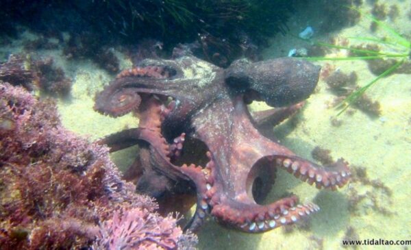 Explore the ocean with a 2 hour Discover Snorkel Safari for 2 people - Image 7