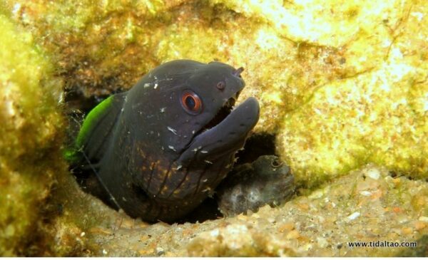 Explore the ocean with a 2 hour Discover Snorkel Safari for 2 people - Image 8