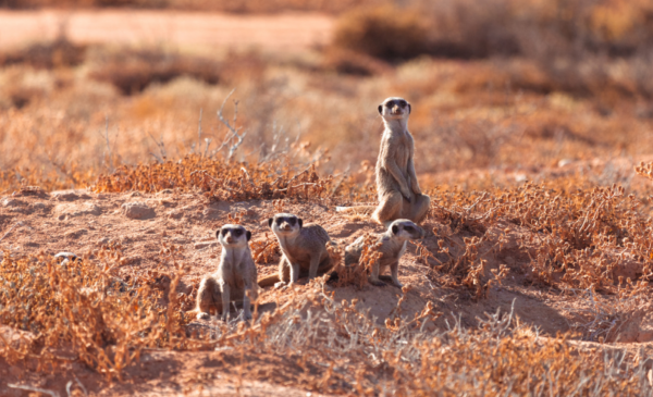 Go glamping on a working ostrich farm in the Karoo - Image 4