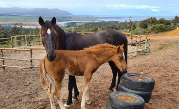 Country rides on horseback including a beer tasting - Image 10