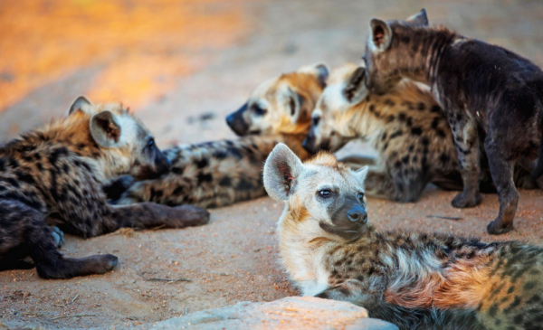 A 2 night stay including all meals and more in the iconic Hluhluwe iMfolozi Park - Image 6