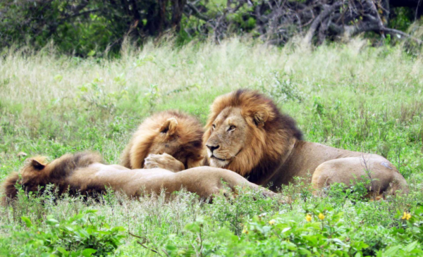 A 2 night stay including all meals and more in the iconic Hluhluwe iMfolozi Park - Image 4