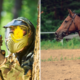 fun outdoor activities camperdown paintball horse trail mini golf