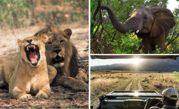 2 nights in the African bush including game drives a day and more - Image 2