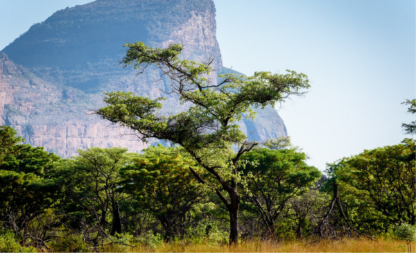 2 nights in the African bush including game drives a day and more - Image 3