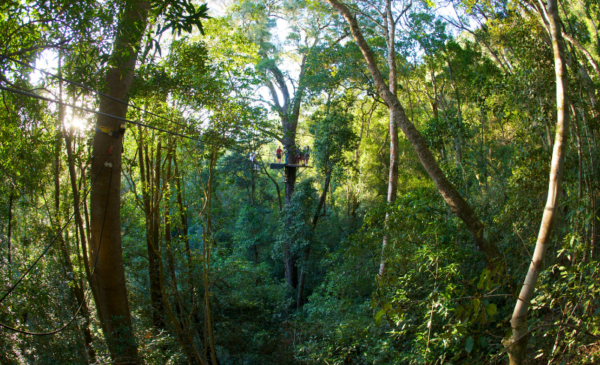 A canopy tour for one person - Image 4
