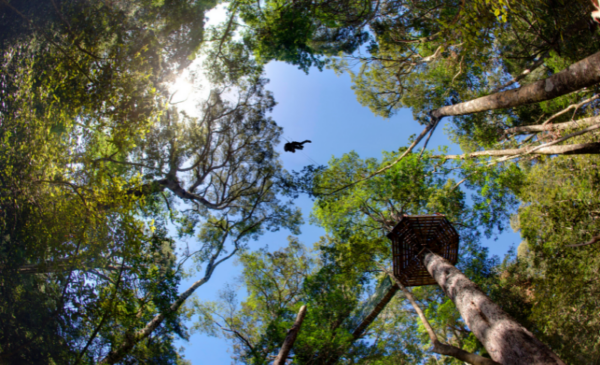 A canopy tour for one person - Image 2