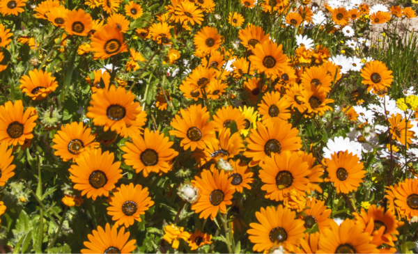 Have a 2-night B&B stay with a loved one along the West Coast - Image 6