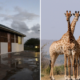 Camp site and giraffe at Hluhluwe