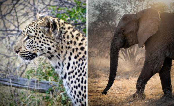 A luxurious 2 night stay in the African bush - Image 8