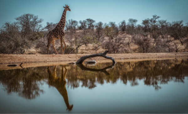A luxurious 2 night stay in the African bush - Image 5