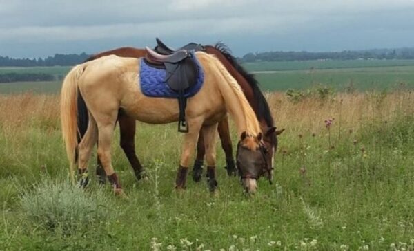 Enjoy the views of the countryside on horseback for 60 minutes - Image 2