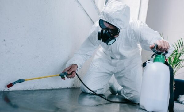 Pest control treatments for your home - Image 2
