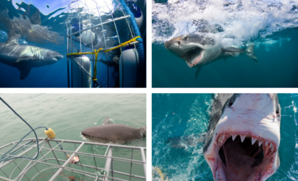 Tick shark cage diving off your bucket list in Gansbaai - Image 2
