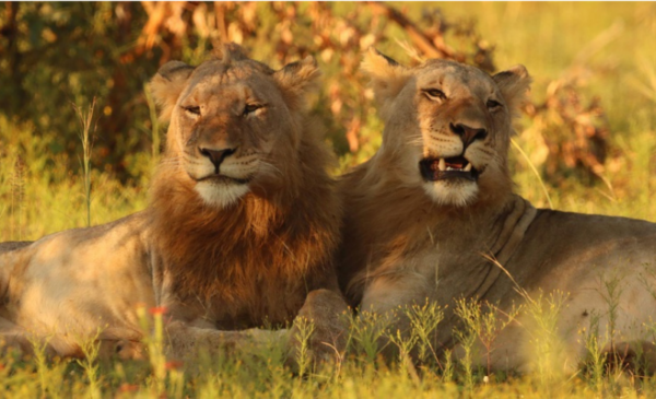 A picturesque one-night stay in the African bush for 2 people - Image 2