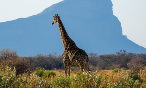 A picturesque one-night stay in the African bush for 2 people - Image 8