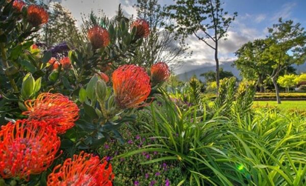 A spa package against the backdrop of Lourensford Wine Estate - Image 8