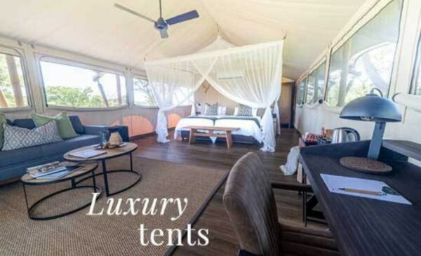 A DB&B tented experience in Kruger National Park - Image 8