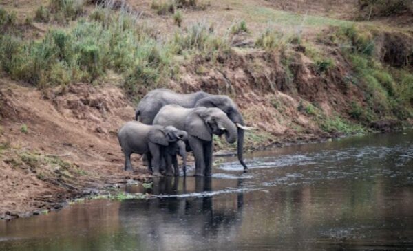 A DB&B tented experience in Kruger National Park - Image 9