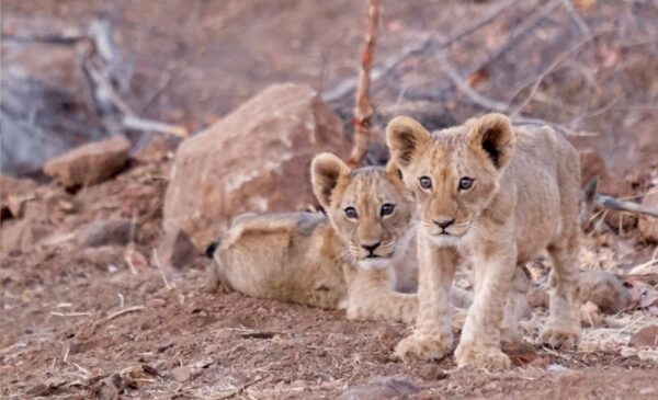 An all-inclusive stay along the Zambezi River - Image 8