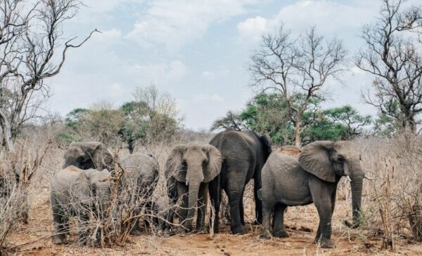 An all-inclusive stay along the Zambezi River - Image 9