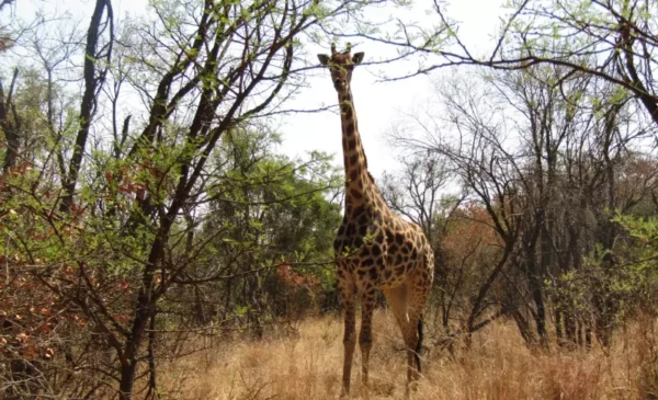 A B&B safari getaway for 2 - Image 3
