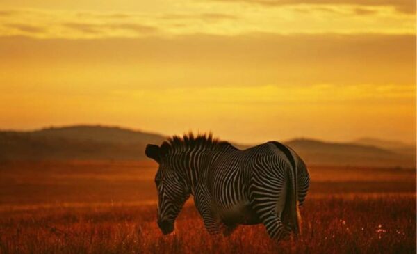 A 2-Night Stay for 6 People in a Self-Catering Chalet in Dinokeng - Image 8