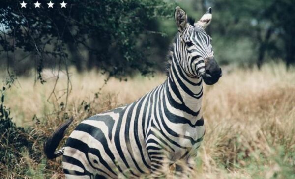 A Romantic 2 Night's Bush Stay for 2 in Dinokeng - Image 6