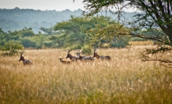 A family retreat in the Waterberg region - Image 8