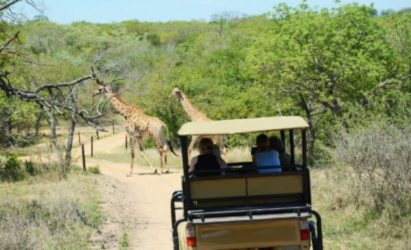 Enjoy the wonders of Hoedspruit with Tree House stay for 2 - Image 8
