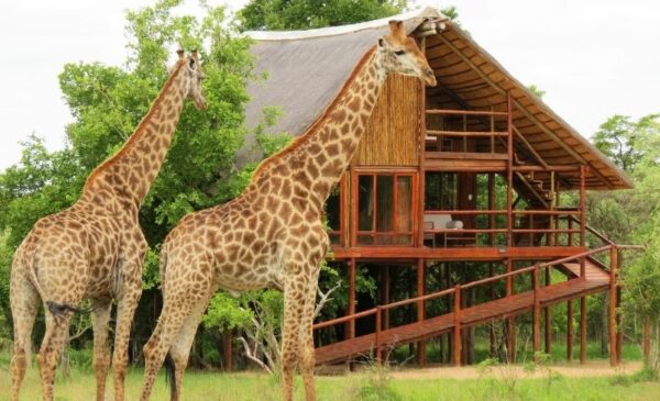 Enjoy the wonders of Hoedspruit with Tree House stay for 2 - Image 2