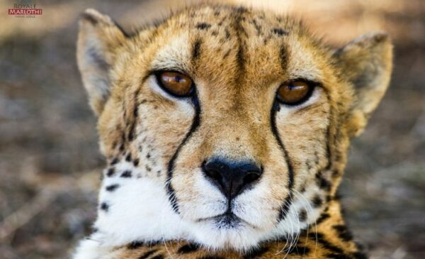 A 2-Night Safari Stay for Yourself and the Rest of the Family - Image 10