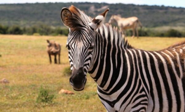 A 2-night safari stay for yourself and a loved one - Image 8
