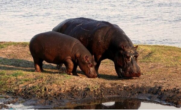 A 2-night safari stay for yourself and a loved one - Image 9