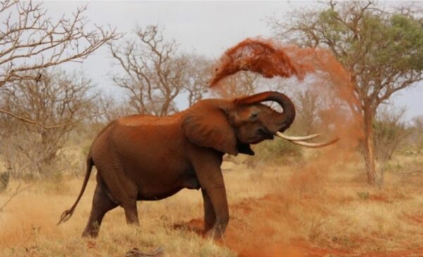 A 2-Night Safari Stay for Yourself and the Rest of the Family - Image 9
