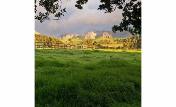Go On A Wine Safari Tour in Stellenbosch - Image 3
