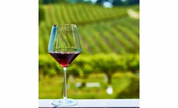 Go On A Wine Safari Tour in Stellenbosch - Image 6