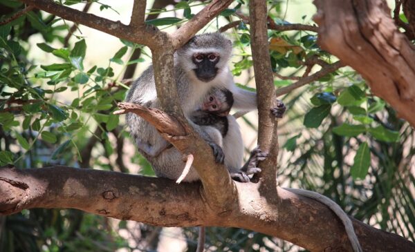 A 1-Night Stay with Breakfast and Massage in Magalies - Image 5