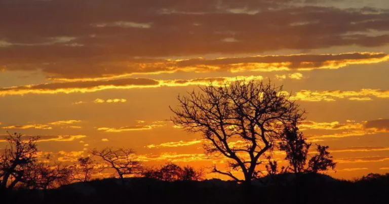 Go Wild at Marloth Park