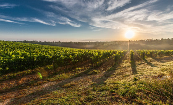 World-Class Wine On Your Doorstep