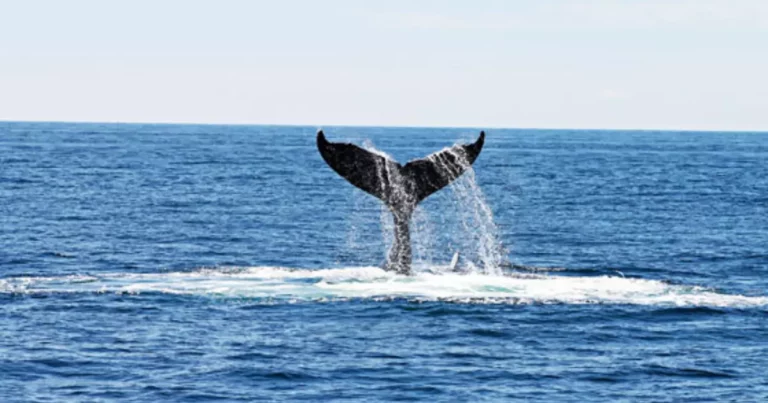 Whale, Whale, Whale, What Do We Have Here?