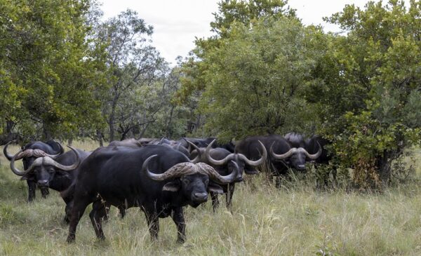 A 2-night Self-catering Bush Stay for 2 People - Image 10