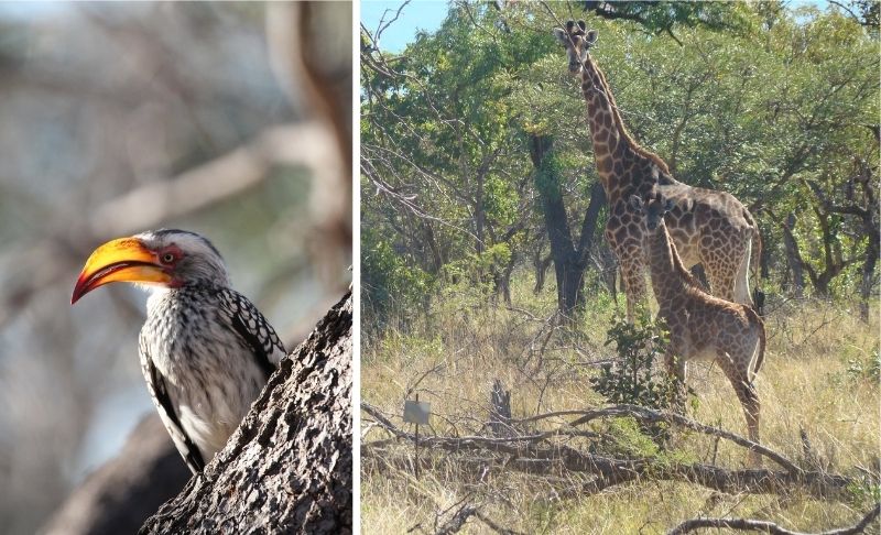 A 2-Night Self-Catering Stay for 6 in the Waterberg Region - Image 11