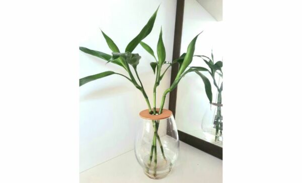Buy A 20cm Barrel Vase With 4 Lucky Bamboo Online - Image 2