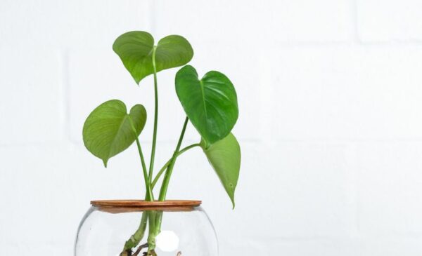 Buy A 15cm Fish Bowl with Delicious Monster Online - Image 3