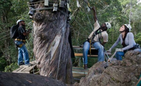 A Canopy Tour Adventure in The Garden Route - Image 3